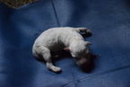 Small Photo #1 Pyredoodle Puppy For Sale in BERRY HILL, TN, USA