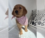 Gigi - Female Golden Retriever Puppy for Sale - Photo #4