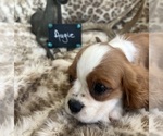 Small #5 Cavalier King Charles Spaniel