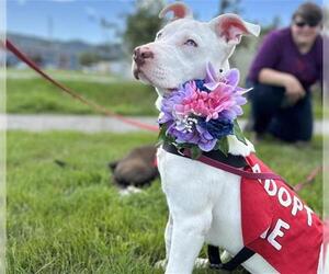 American Pit Bull Terrier-Unknown Mix Dogs for adoption in McKinleyville, CA, USA