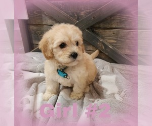 Goldendoodle (Miniature) Puppy for sale in MULBERRY, FL, USA