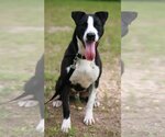 Small Photo #4 Great Dane-Pointer Mix Puppy For Sale in Attalka, AL, USA