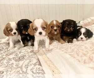 Cavalier King Charles Spaniel Litter for sale in WAXAHACHIE, TX, USA