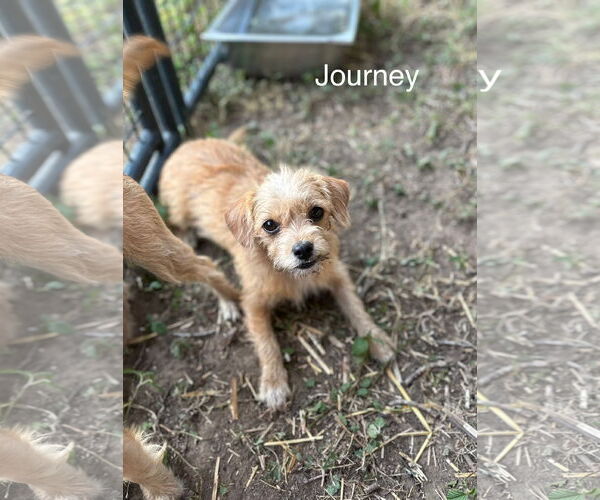 Medium Photo #5 Wapoo Puppy For Sale in Thorndale, TX, USA