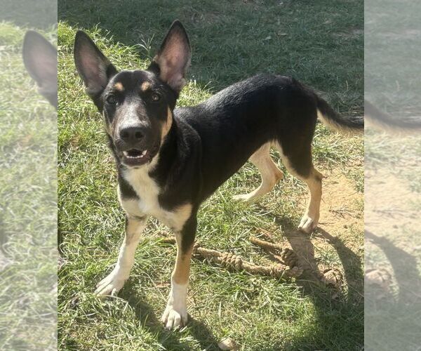 Medium Photo #2 German Shepherd Dog-Unknown Mix Puppy For Sale in Wetumpka, AL, USA