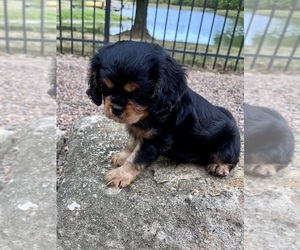 Cavalier King Charles Spaniel Dog for Adoption in DANVILLE, Indiana USA