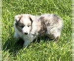 Small #1 Shetland Sheepdog