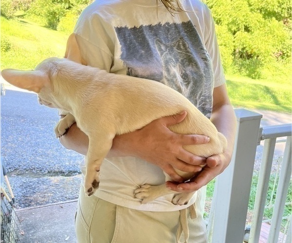 Medium Photo #77 French Bullhuahua Puppy For Sale in SPRAGGS, PA, USA