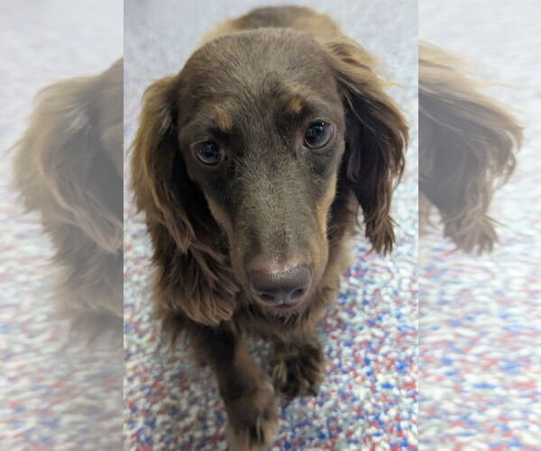 Medium Photo #6 Dachshund Puppy For Sale in Shelbyville, TN, USA