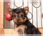 Small #2 Yorkshire Terrier