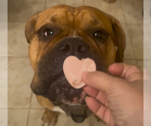 Medium Photo #3 Boxer Puppy For Sale in Austin, TX, USA