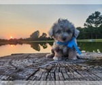 Small #2 Miniature Australian Shepherd-Poodle (Toy) Mix
