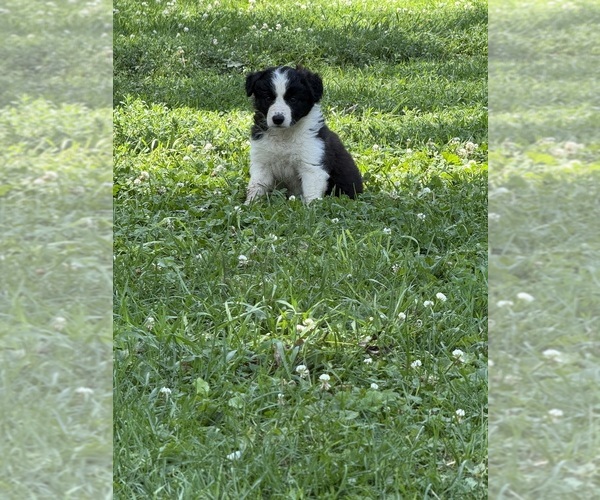 Medium Photo #9 Border Collie Puppy For Sale in BERRIEN SPRINGS, MI, USA