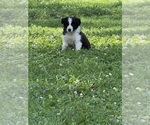 Small Photo #9 Border Collie Puppy For Sale in BERRIEN SPRINGS, MI, USA