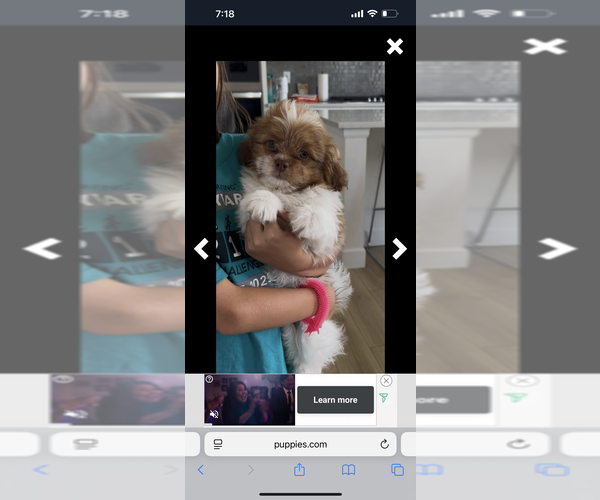 Medium Photo #11 ShihPoo Puppy For Sale in MEAD, CO, USA