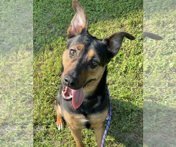 Medium Photo #3 Mutt Puppy For Sale in Crandall, GA, USA
