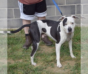 Cade - Male American Bulldog-American Staffordshire Terrier Mix Dog for Adoption - Photo #2