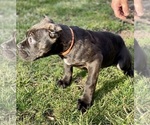 Small Photo #2 Cane Corso Puppy For Sale in ALLENTOWN, PA, USA