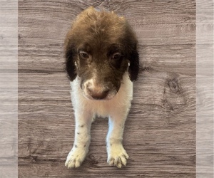 Labradoodle Dogs for adoption in CARLISLE, KY, USA
