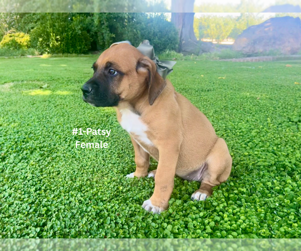 Medium Photo #3 American Mastiff-Saint Bernard Mix Puppy For Sale in HATCH, NM, USA