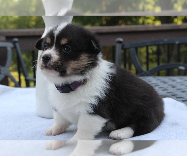 Medium Photo #14 Pembroke Welsh Corgi Puppy For Sale in FAIR GROVE, MO, USA