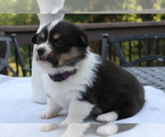 Small #13 Pembroke Welsh Corgi