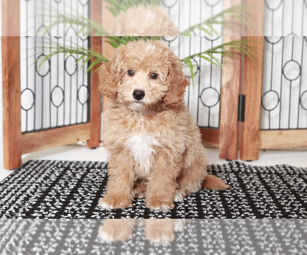 Medium Photo #1 Poodle (Toy) Puppy For Sale in NAPLES, FL, USA