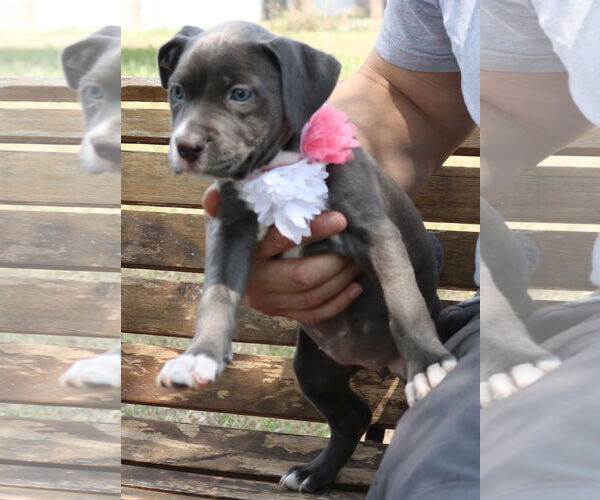 Medium Photo #3 American Pit Bull Terrier Puppy For Sale in Bandera, TX, USA