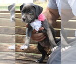 Small #2 American Pit Bull Terrier