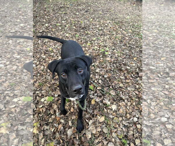 Medium Photo #4 Mutt Puppy For Sale in Jackson, MS, USA