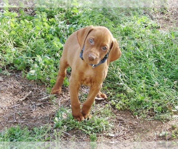 Medium Photo #2 Vizsla Puppy For Sale in AMORITA, OK, USA