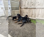 Small Photo #8 Rottweiler Puppy For Sale in SHELBYVILLE, IL, USA