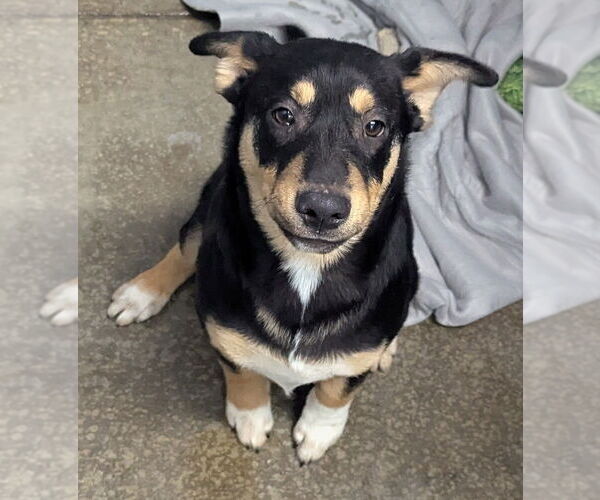 Medium Photo #5 Scottish Collisky Puppy For Sale in Evansville, IN, USA