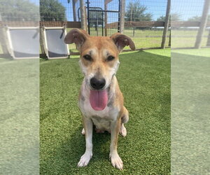 Pamela - Female Black Mouth Cur-Labrador Retriever Mix Dog for Adoption - Photo #2