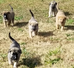 German Shepherd Dog-Siberian Husky Mix Puppy for sale in FLINTVILLE, TN, USA