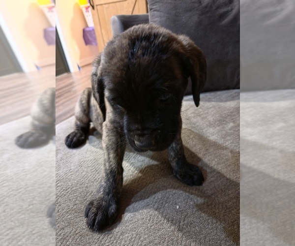 Medium Photo #3 Mastiff Puppy For Sale in WALNUT COVE, NC, USA
