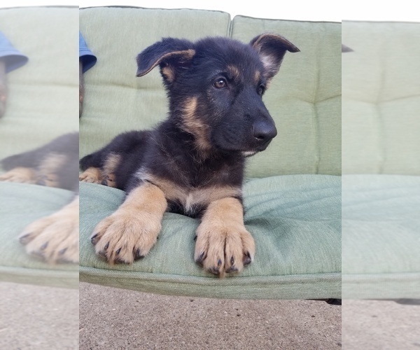 Medium Photo #1 German Shepherd Dog Puppy For Sale in ELKHART, IN, USA