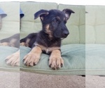 Small Photo #1 German Shepherd Dog Puppy For Sale in ELKHART, IN, USA
