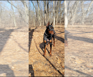 Doberman Pinscher Puppy for Sale in WEST LAFAYETTE, Indiana USA