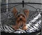 Small Photo #5 Yorkshire Terrier Puppy For Sale in NORCO, CA, USA