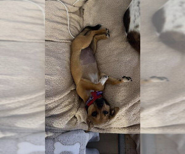 Medium Photo #3 Chiweenie Puppy For Sale in San Diego, CA, USA