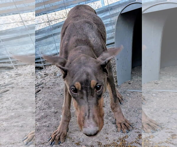 Medium Photo #2 Doberman Pinscher Puppy For Sale in Pena Blanca, NM, USA