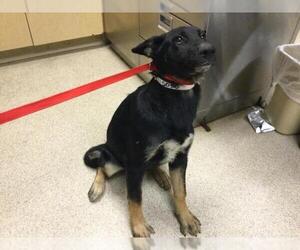 German Shepherd Dog Dogs for adoption in Riverside, CA, USA