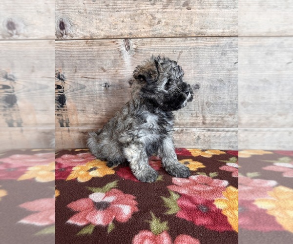 Medium Photo #11 Schnauzer (Miniature) Puppy For Sale in VERMONTVILLE, MI, USA
