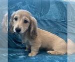 Small #1 Dachshund