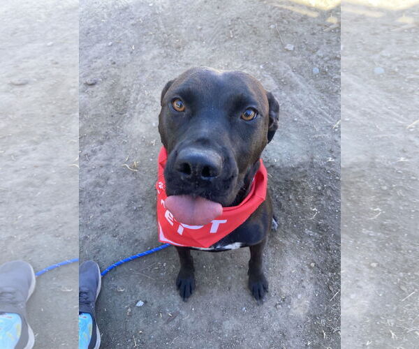Medium Photo #1 Labrador Retriever-Unknown Mix Puppy For Sale in San Diego, CA, USA