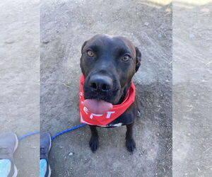 Labrador Retriever-Unknown Mix Dogs for adoption in San Diego, CA, USA