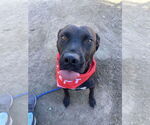 Small Labrador Retriever Mix