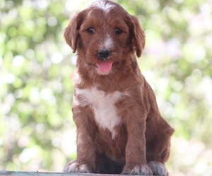 Goldendoodle Puppy for sale in EL CAJON, CA, USA