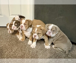 Bulldog Puppy for sale in COLUMBUS, OH, USA